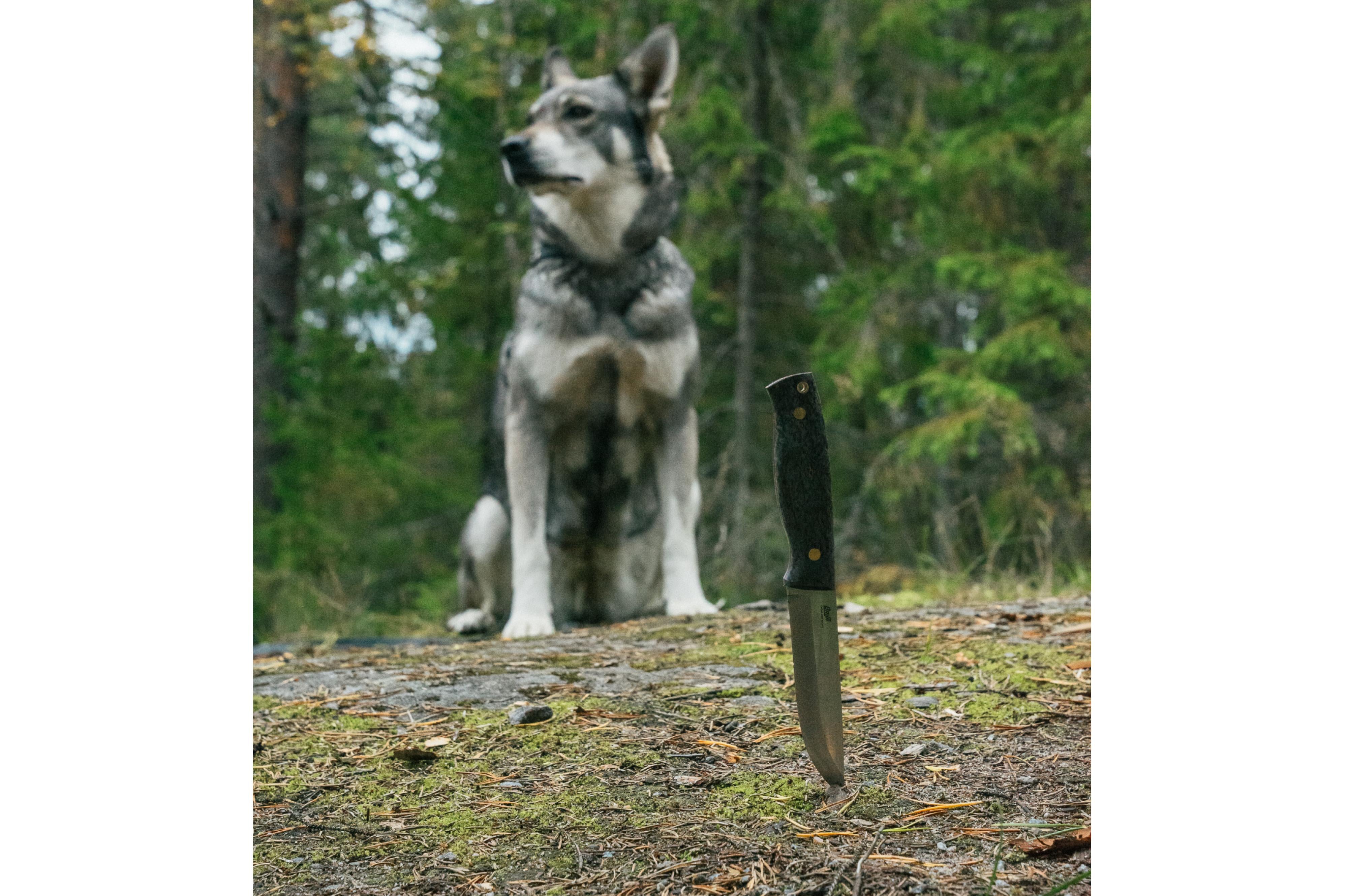 (ID15561)